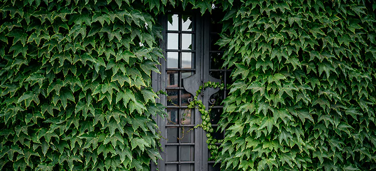 Garden Gate Repair in Campbell, CA