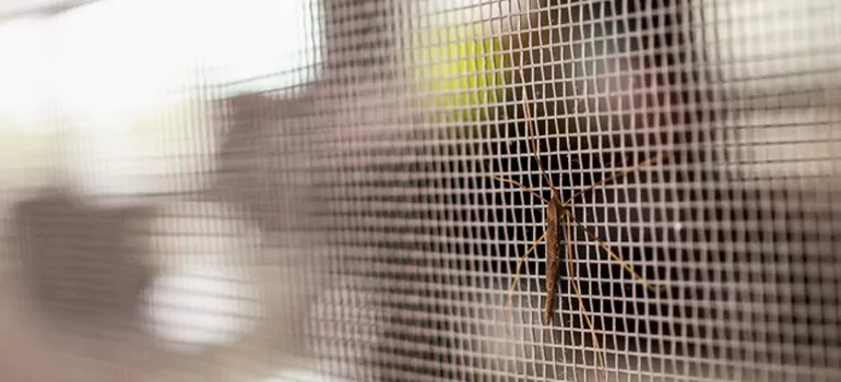 Repair Mosquito Mesh For Windows in Campbell, CA